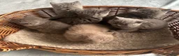 British Shorthair cats for sale: British Shorthair GCCF-registered Kittens  - Advert 3