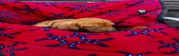 Hungarian Vizsla dogs for sale: Outstanding Kc registered Hungarian vizsla - Advert 23
