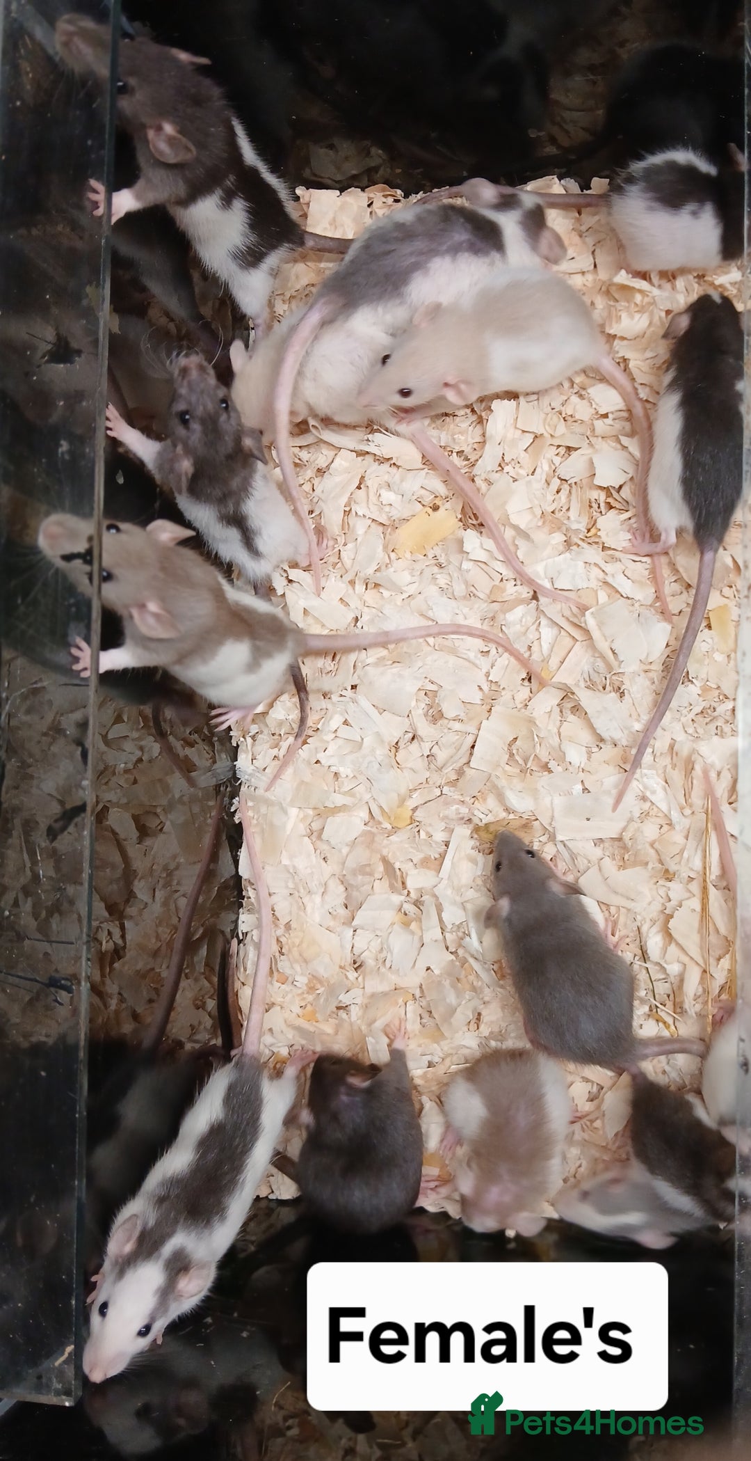 Rat rodents for sale: Baby Dumbo Rat's Males and Females - Image 7