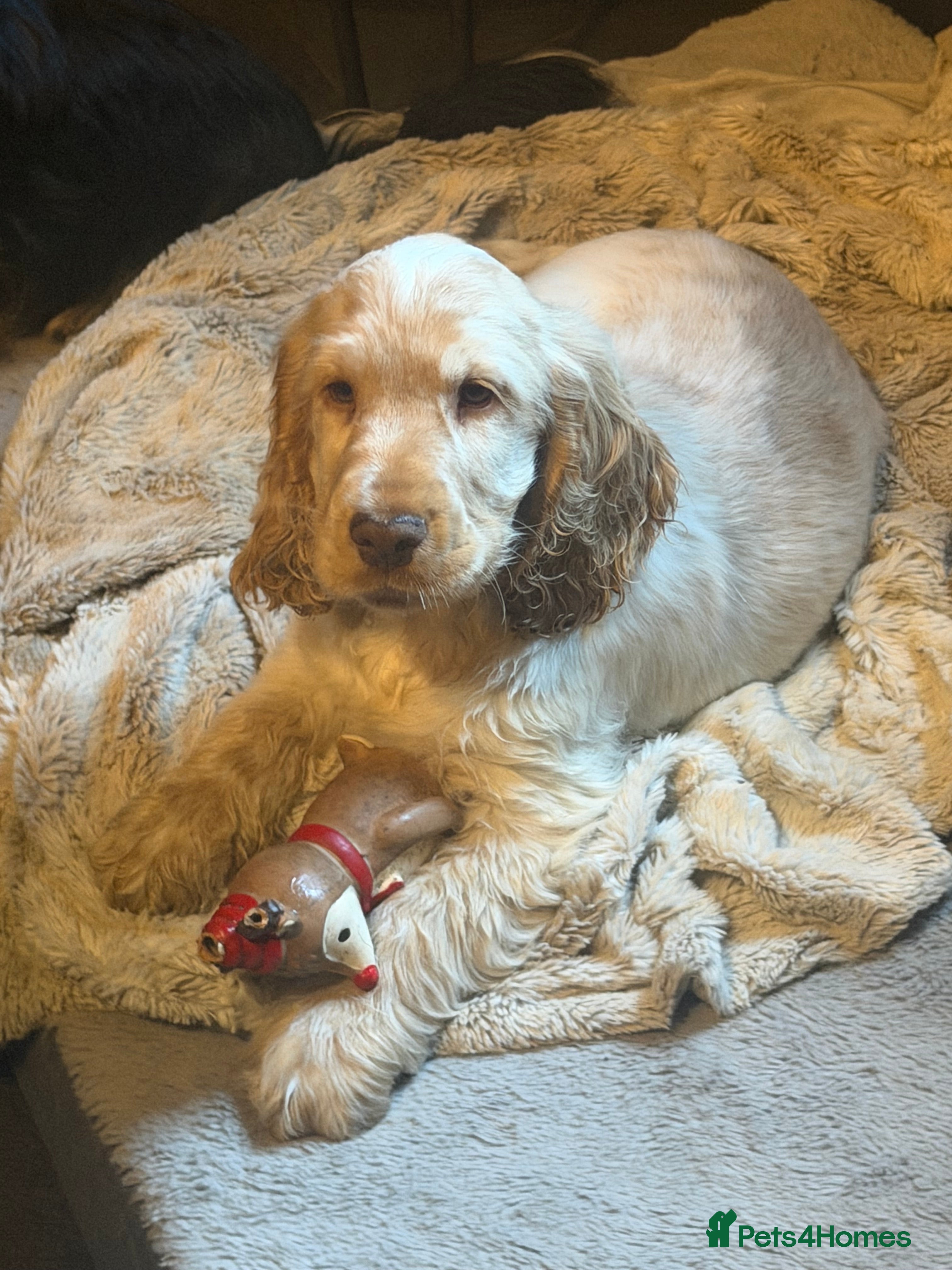 Cocker Spaniel dogs Show cocker spaniel pups ready now  - Advert 11