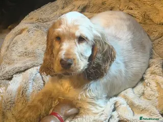 Cocker Spaniel dogs Show cocker spaniel pups ready now - Advert 11