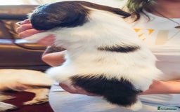 English Springer Spaniel dogs for sale: Ready now KC Reg Working Springer Spaniel Puppies - Image 9
