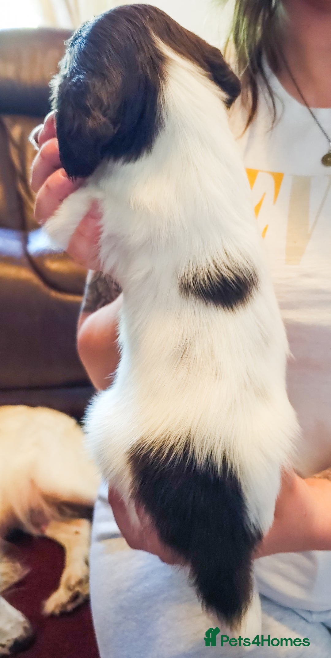 English Springer Spaniel dogs for sale: Ready now KC Reg Working Springer Spaniel Puppies - Image 9