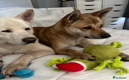 Akita dogs for sale: 3 year old female Akita  - Image 3