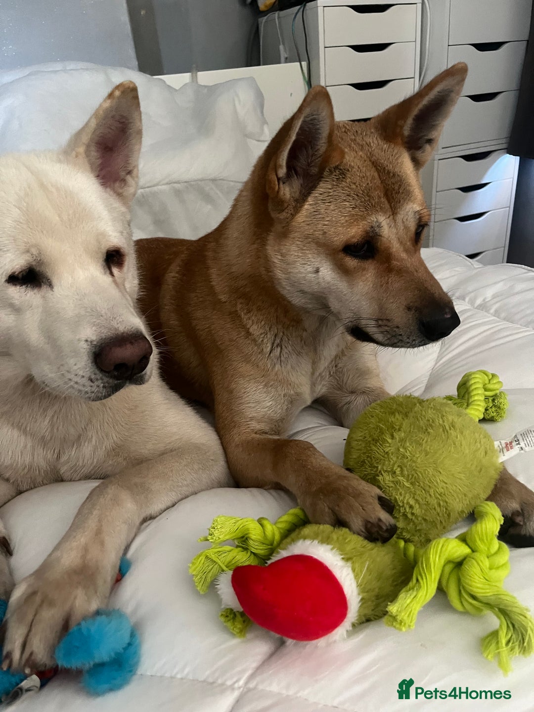 Akita dogs for sale: 3 year old female Akita  - Image 3