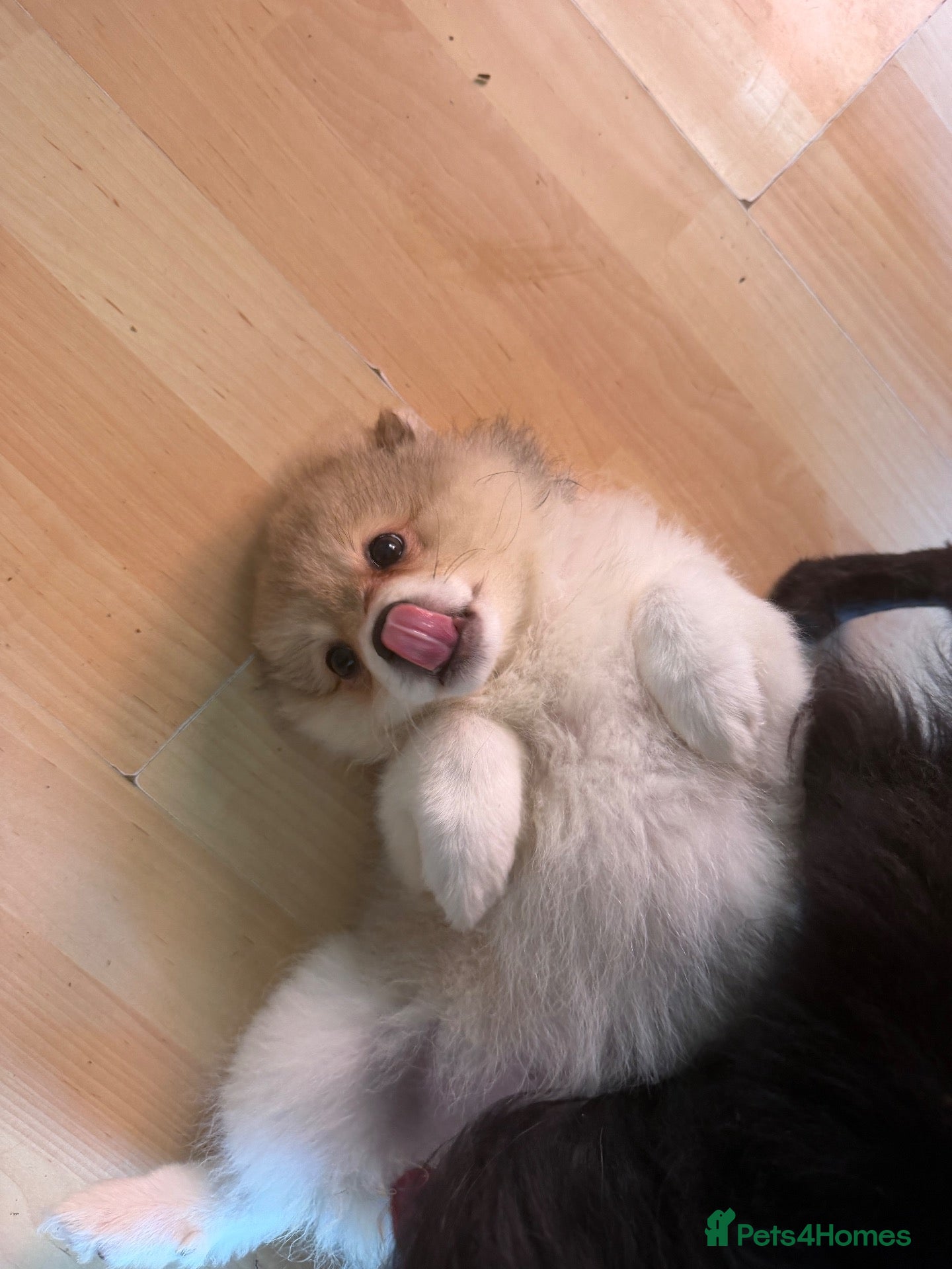 Pomeranian dogs Pomeranian! REDUCED! READY TO LEAVE NOW 😁 - Advert 6