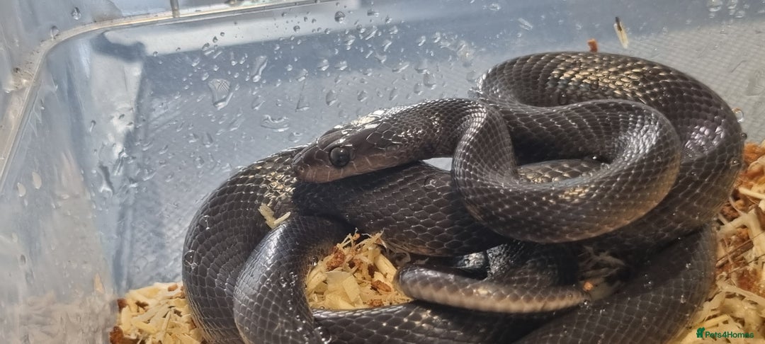 Snake reptiles for sale: Black African House Snake - Advert 2