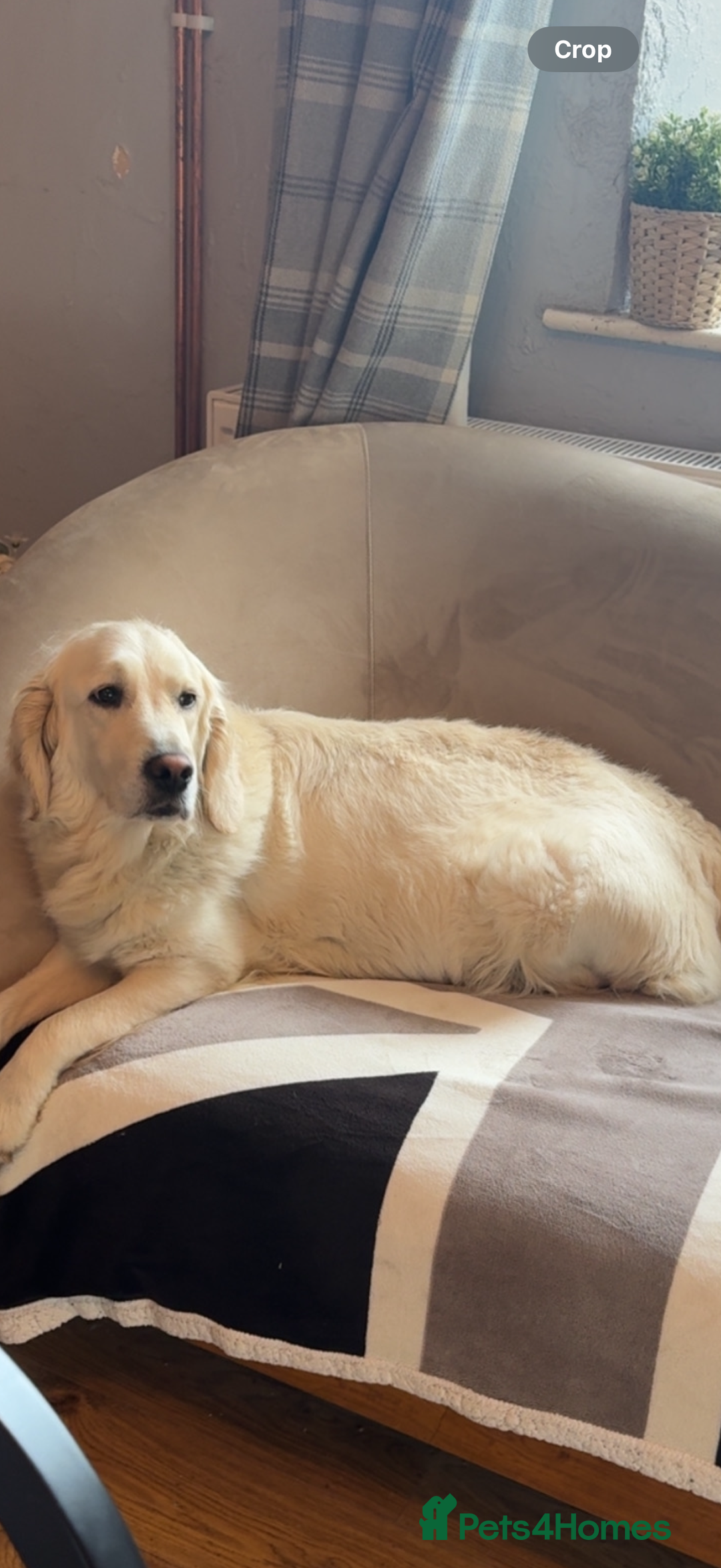 Mixed Breed dogs for sale: Golden Retriever cross Sprollies - Advert 1