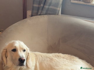 Mixed Breed dogs Golden Retriever cross Sprollies - Advert 8