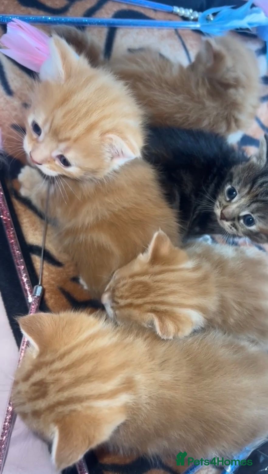 British Shorthair cats male british short hair kittens (caption) - Advert 4