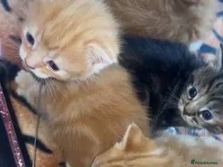 British Shorthair cats male british short hair kittens (caption) - Advert 4