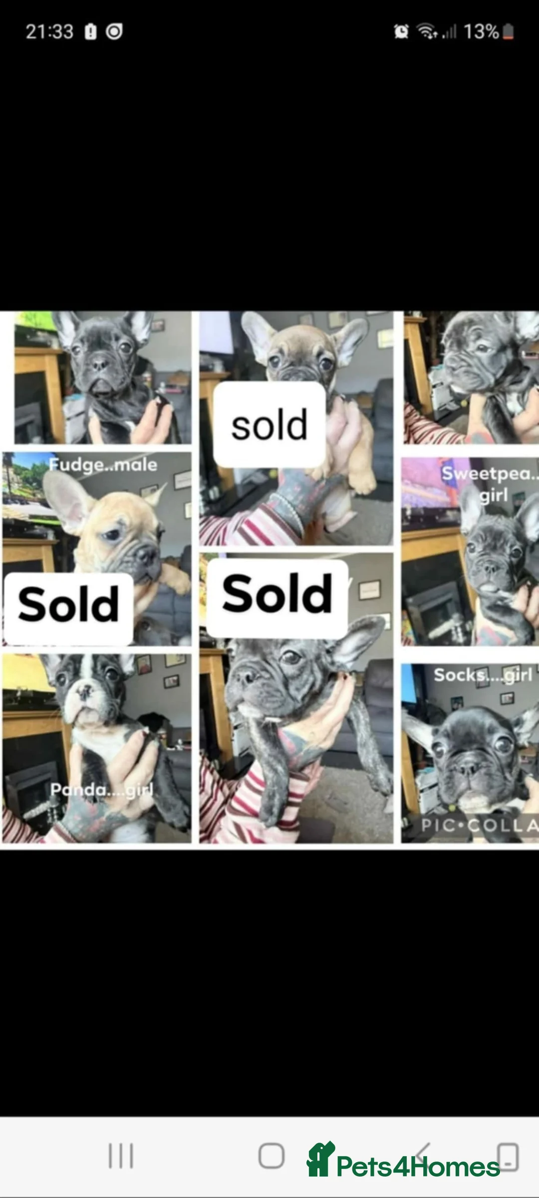 French Bulldog dogs for sale: Beautiful French Bulldog pup's  - Advert 2