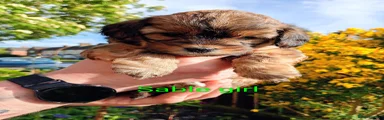 Sable girl