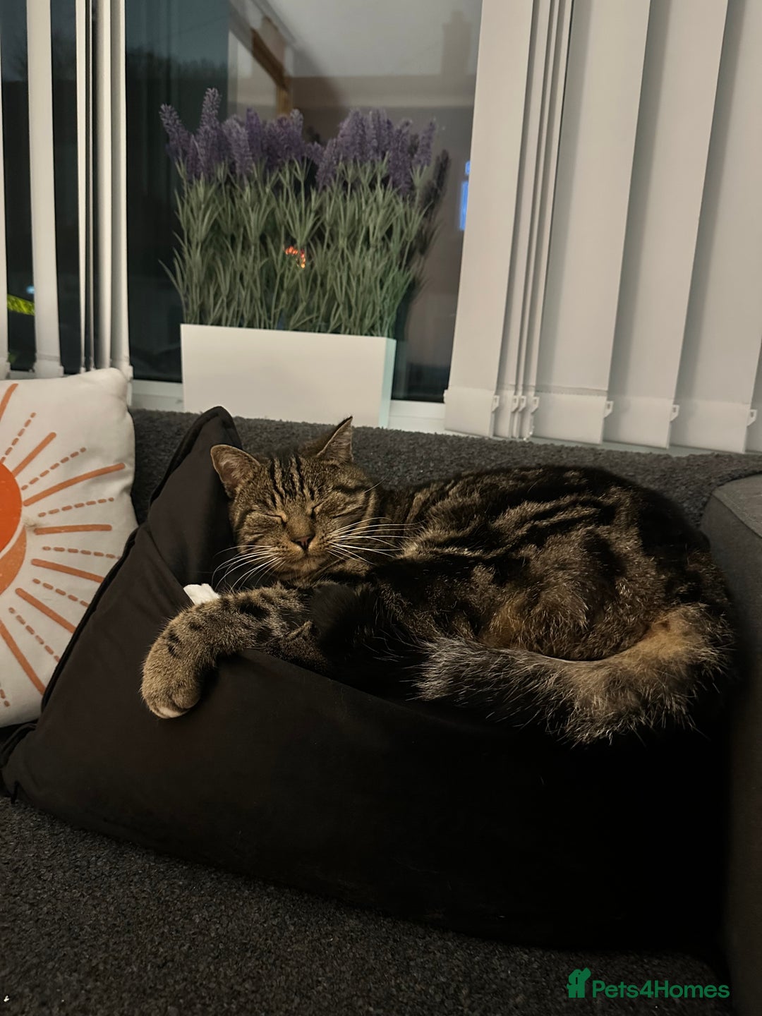 Domestic Shorthair cats for sale: Wilson - 2 year old kitty  - Advert 4