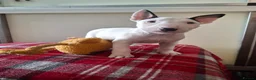 English Bull Terrier dogs for sale: Stunning english bull terrier pups - Advert 6