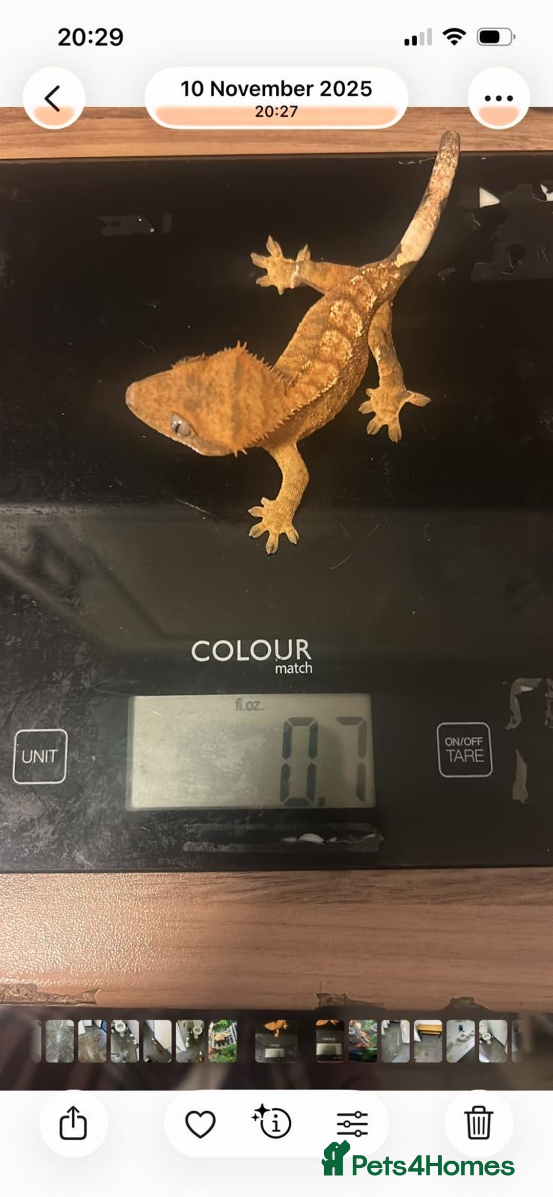 Gecko reptiles for sale: 2 x full paired crested gecko set ups available  - Advert 8