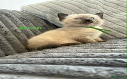 Ragdoll cats for sale: 5 Adorable Ragdoll Kittens🐾 - Image 20