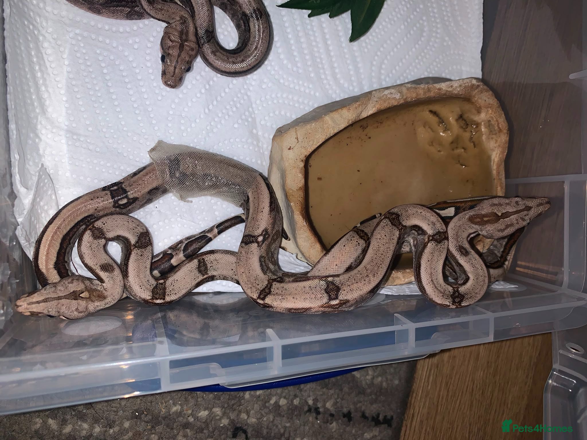 Boa Snake reptiles Baby boa constrictors for loving homes - Advert 1