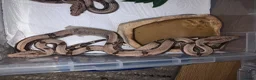 Boa Snake reptiles for sale: Baby boa constrictors for loving homes - Advert 1