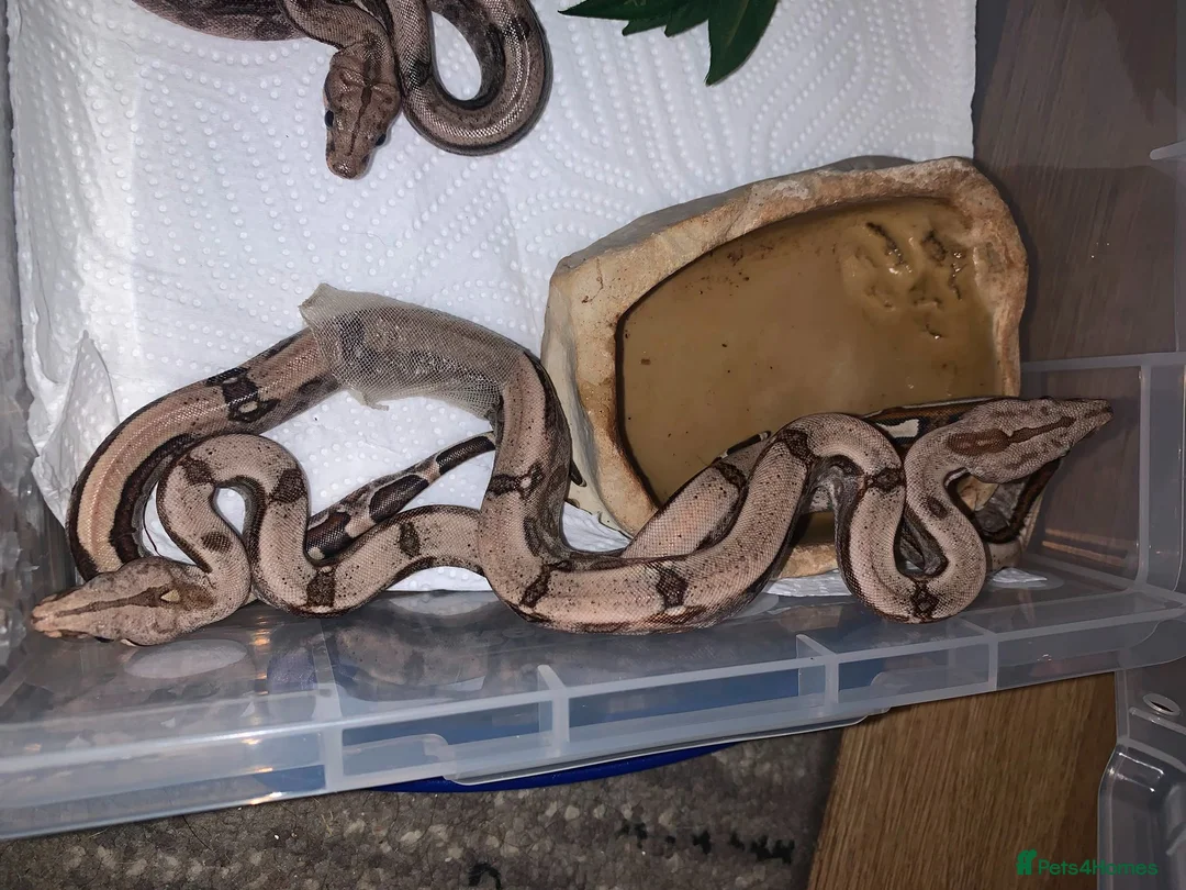 Boa Snake reptiles for sale: Baby boa constrictors for loving homes - Advert 1