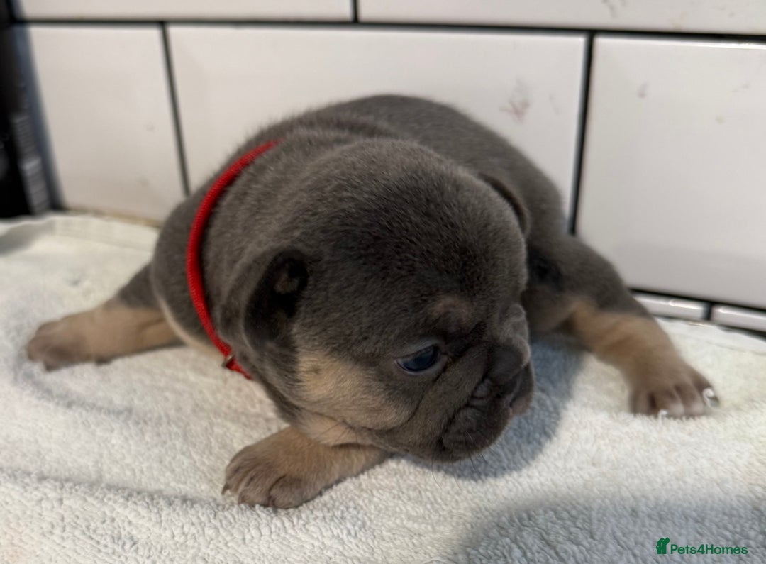 French Bulldog dogs for sale: French bulldog puppies - Image 3