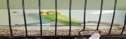 Budgerigars birds for sale: Love birds, java sparrows & paroletts  - Advert 22
