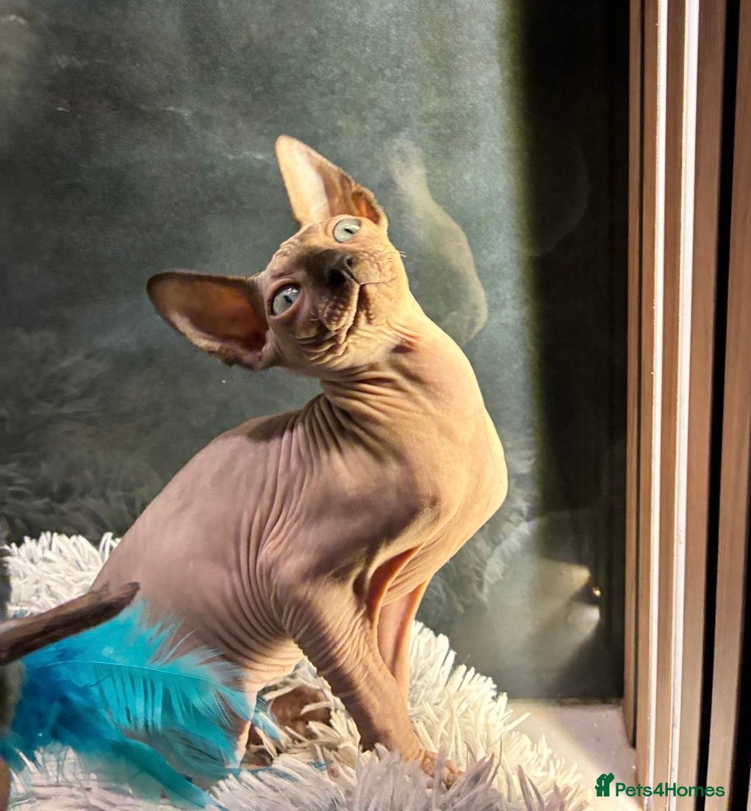 Sphynx cats Blue eyed beautiful sphynx kitten  - Advert 8