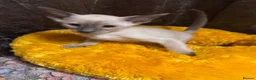 Siamese cats for sale: 6 stunning Siamese kittens available  - Advert 13