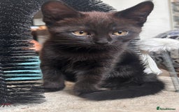 Maine Coon cats for sale: *ready now* Beautiful big Maine coon x BSH kittens - Image 2