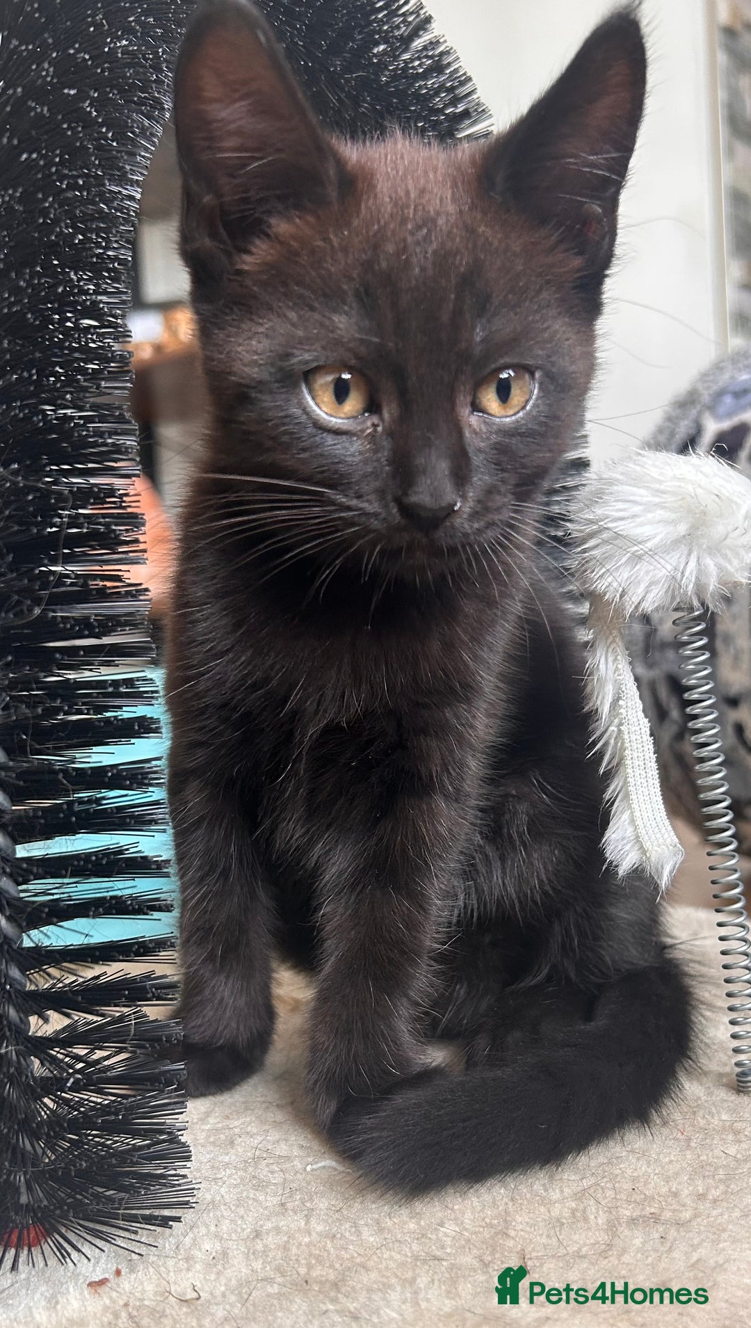 Maine Coon cats for sale: *ready now* Beautiful big Maine coon x BSH kittens - Image 2