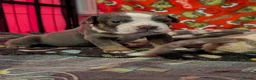 Olde English Bulldogge dogs for sale: Quality Chunky Olde English bulldogge puppies - Advert 23
