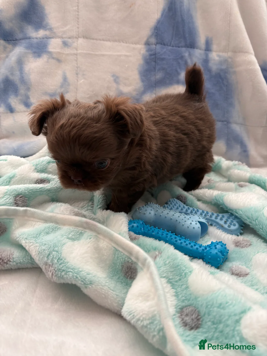 Chihuahua dogs for sale: Russian long-haired Chihuahua - Advert 8