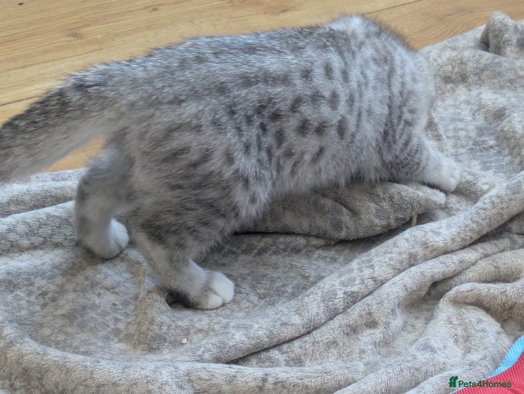 Mixed Breed cats for sale: 2 British Shorthair cross Ragdoll Boys Available  - Image 20