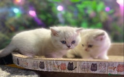 Scottish Fold cats for sale: TICA Full Pedigree kitten available  - Image 3