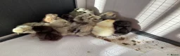 Chickens poultry for sale: Unsexed ,1 week old silkie chicks in Nottingham - Advert 2