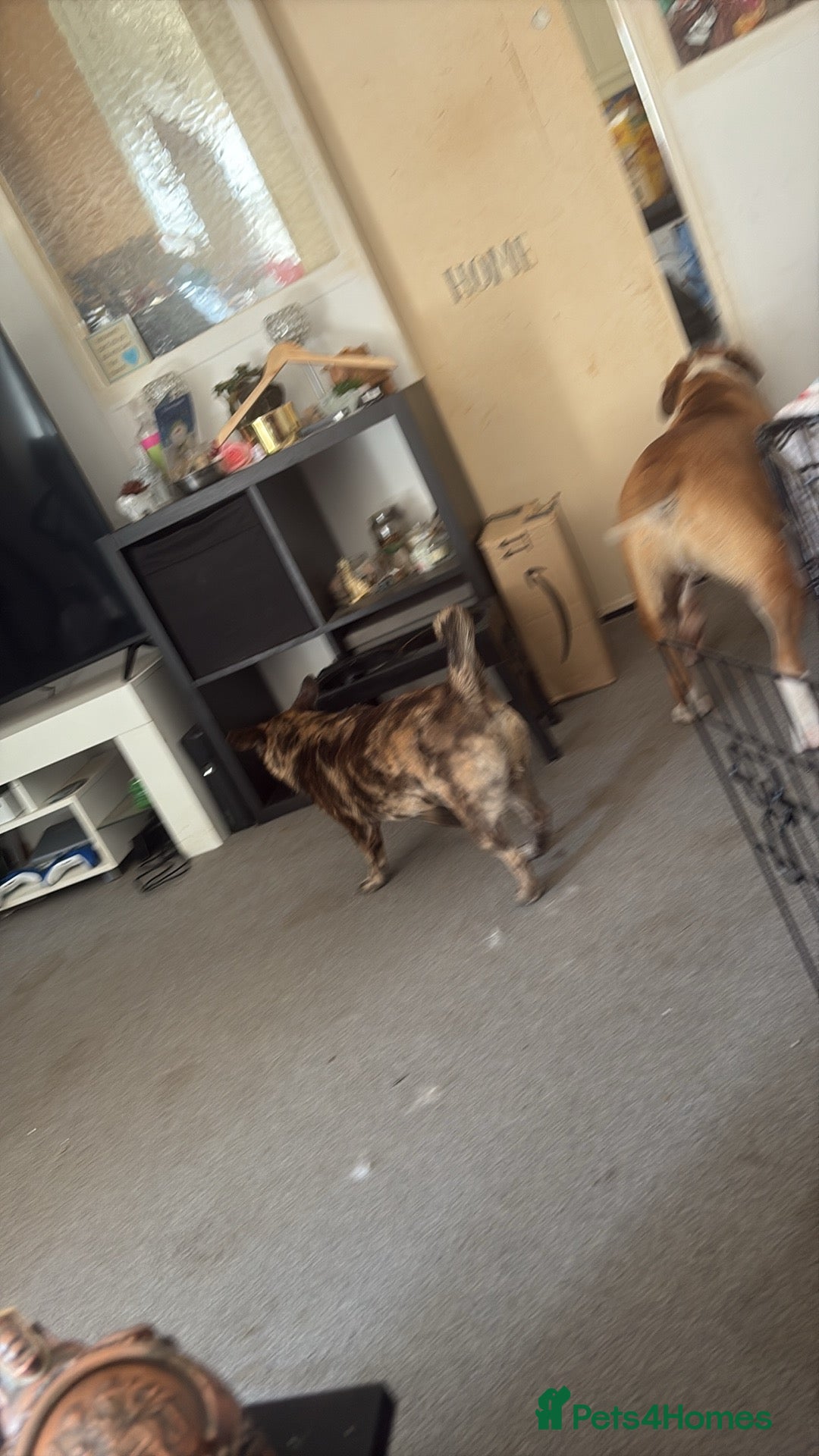Mixed Breed dogs for sale: Draco 11 month old 3/4 Frenchie 1/4 toy poodle. - Image 5