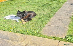 German Shepherd dogs for stud: Zeus  in Wolverhampton - Image 2