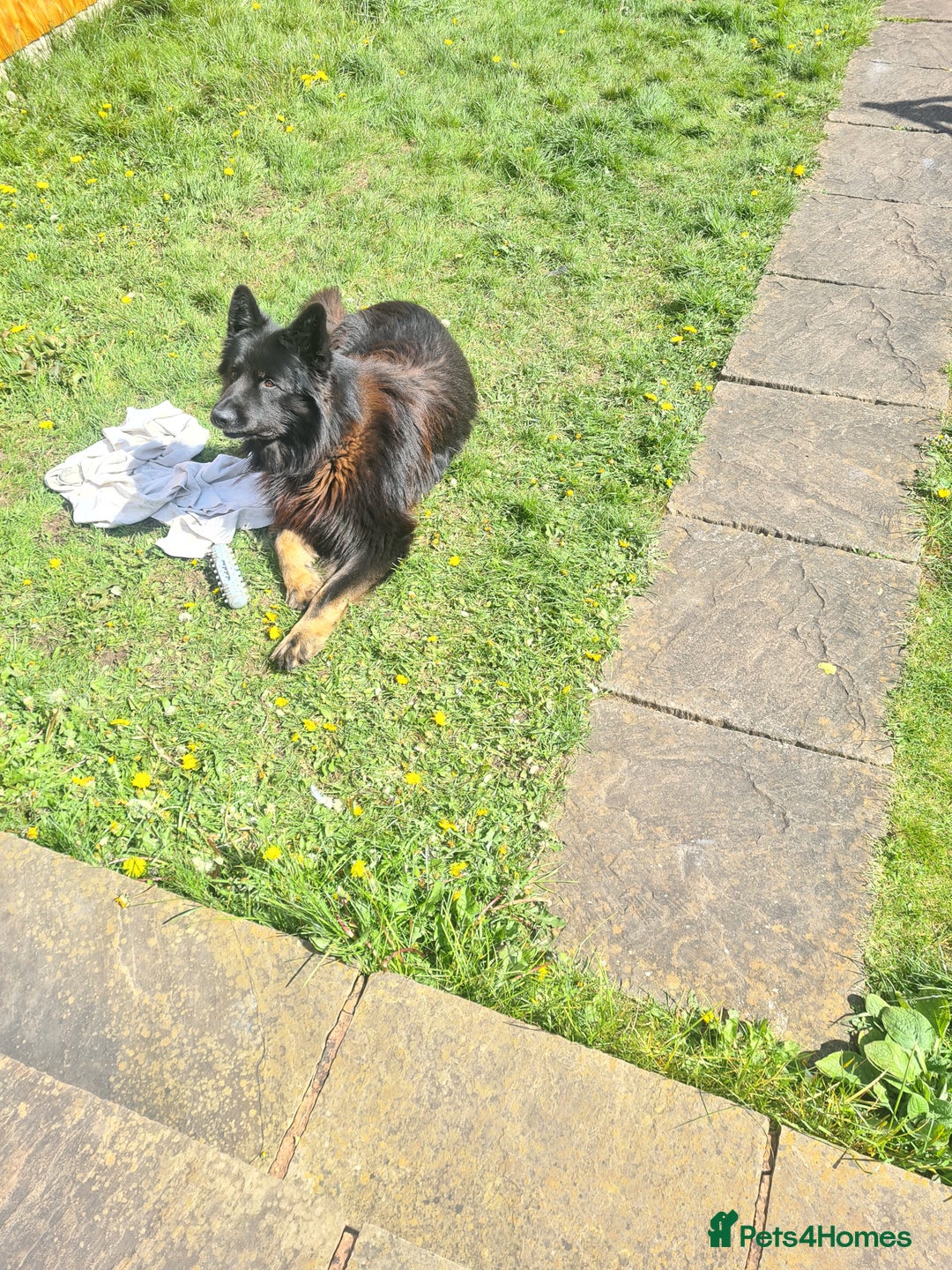 German Shepherd dogs for stud: Zeus  in Wolverhampton - Image 2