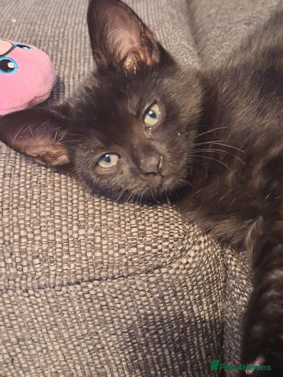 Mixed Breed cats for sale: 2 kittens 9 weeks old  - Advert 2