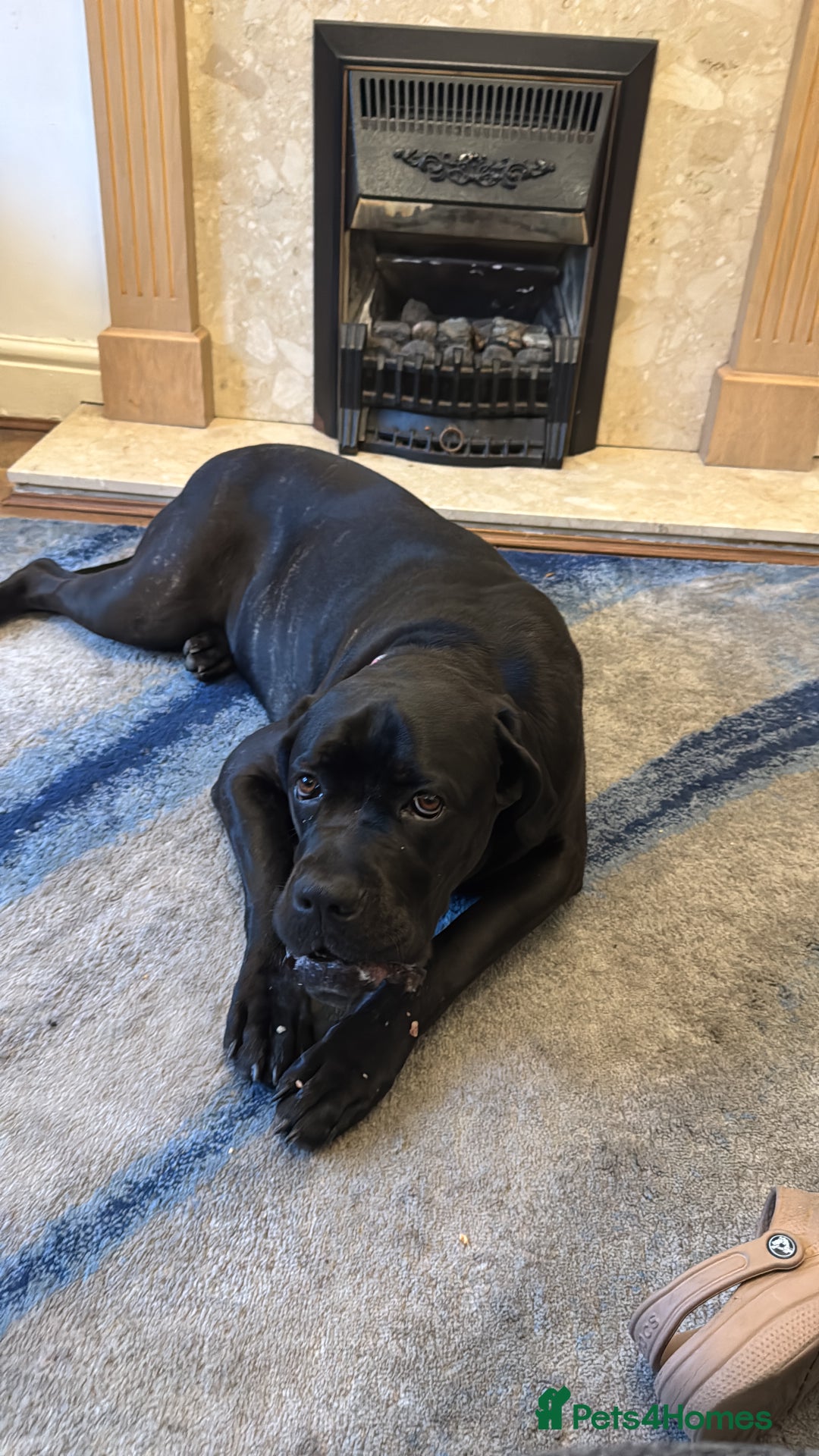 Cane Corso dogs for sale: 1.5 year old cane corso  - Advert 8