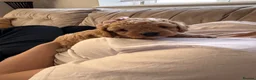 Cavapoochon dogs for sale: DNA tested 🧸 Cavapoochon Puppies - Advert 13