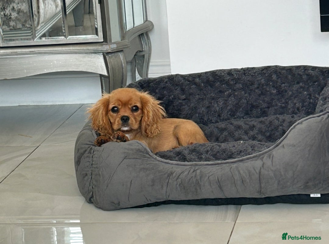 Cavalier King Charles Spaniel dogs for sale: Beautiful cavaliers fully health, and heart tested - Image 11