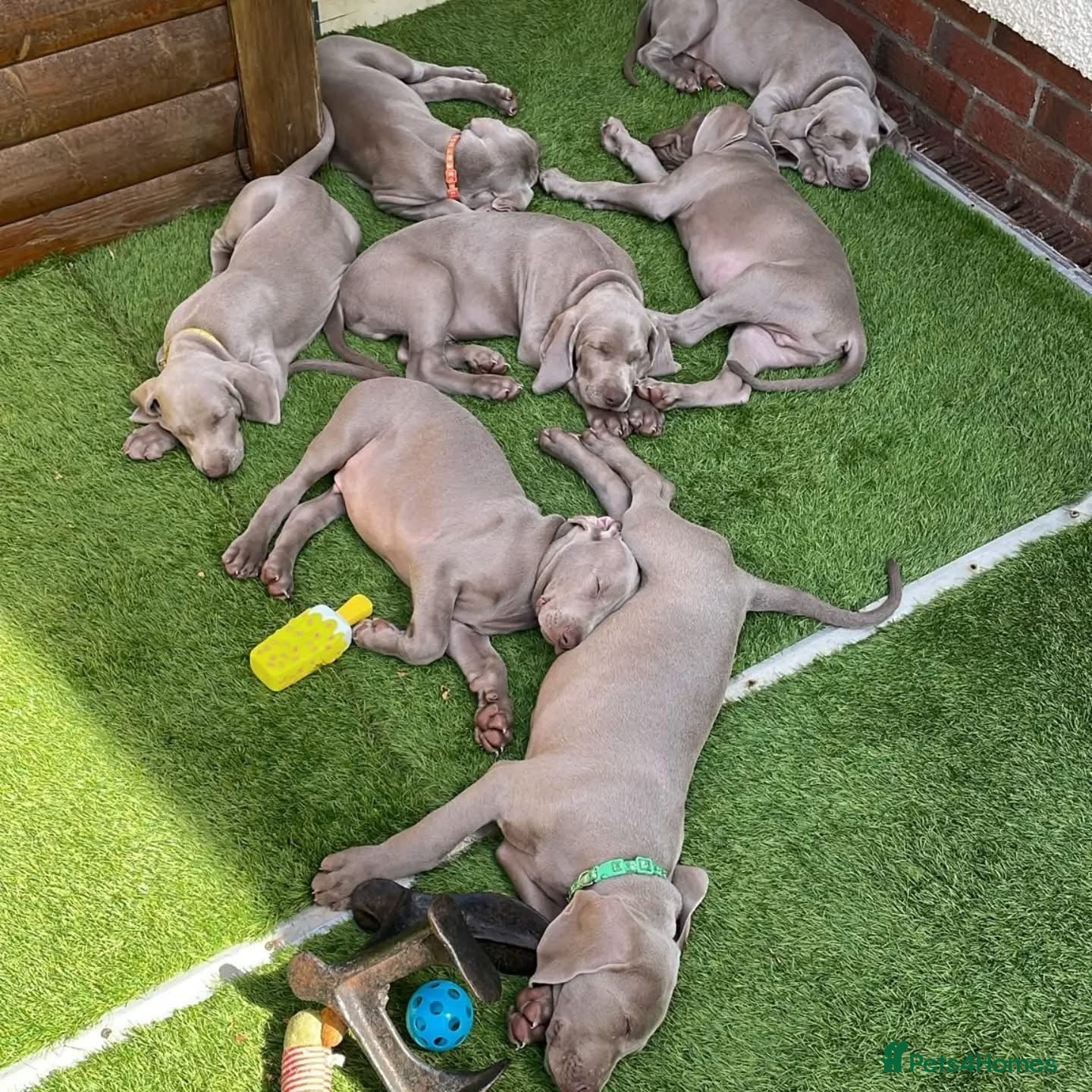Weimaraner dogs Ready to go Weimaraner puppies KC registered - Advert 1