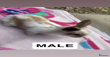 Mini Lop rabbits - Advert 2