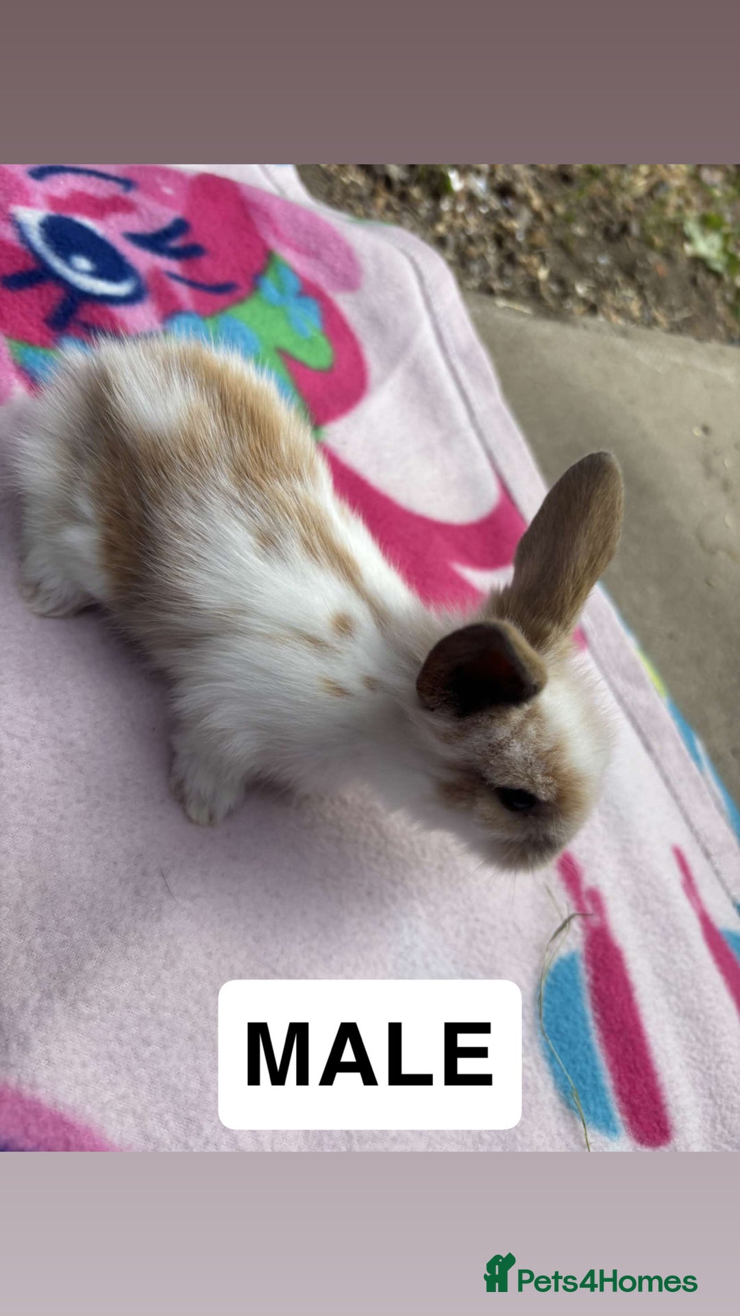 Mini Lop rabbits for sale: Mini lop  - Image 3