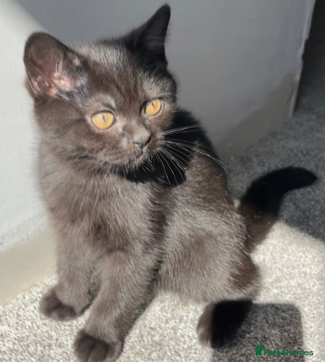 British Shorthair cats for sale: Ready now !  Full  British short hair kittens  - Image 9