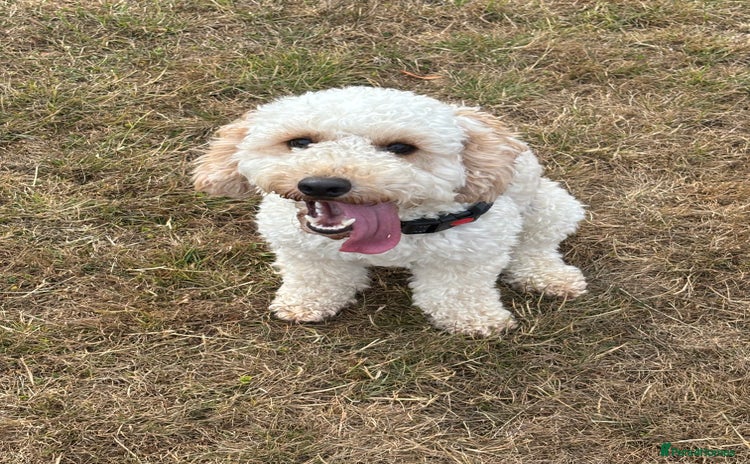 Cockapoo dogs - Advert 5
