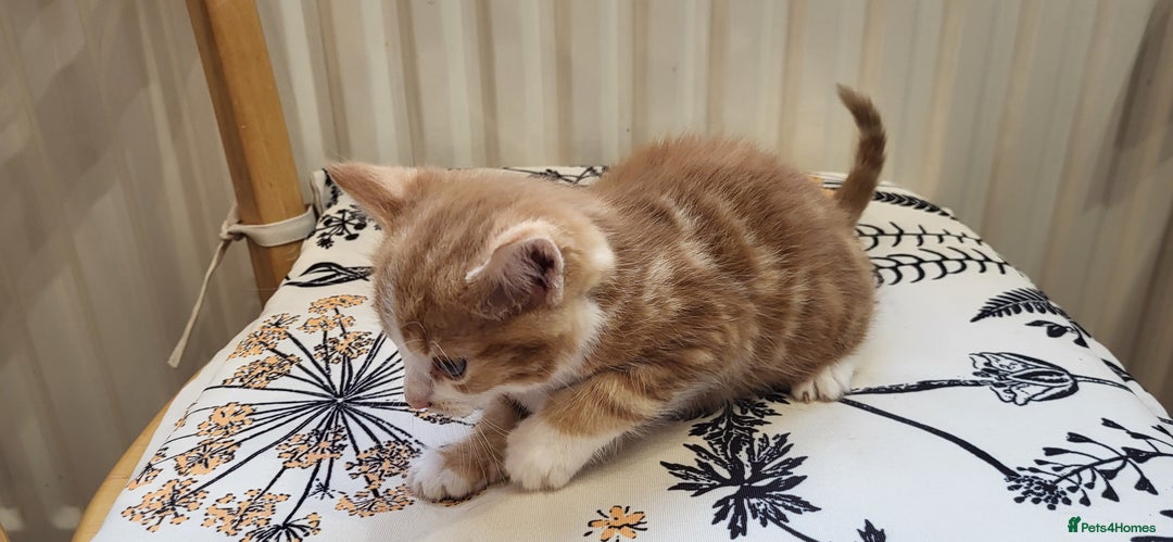 European cats for sale: Beatifull kittens looking good a home - Image 2