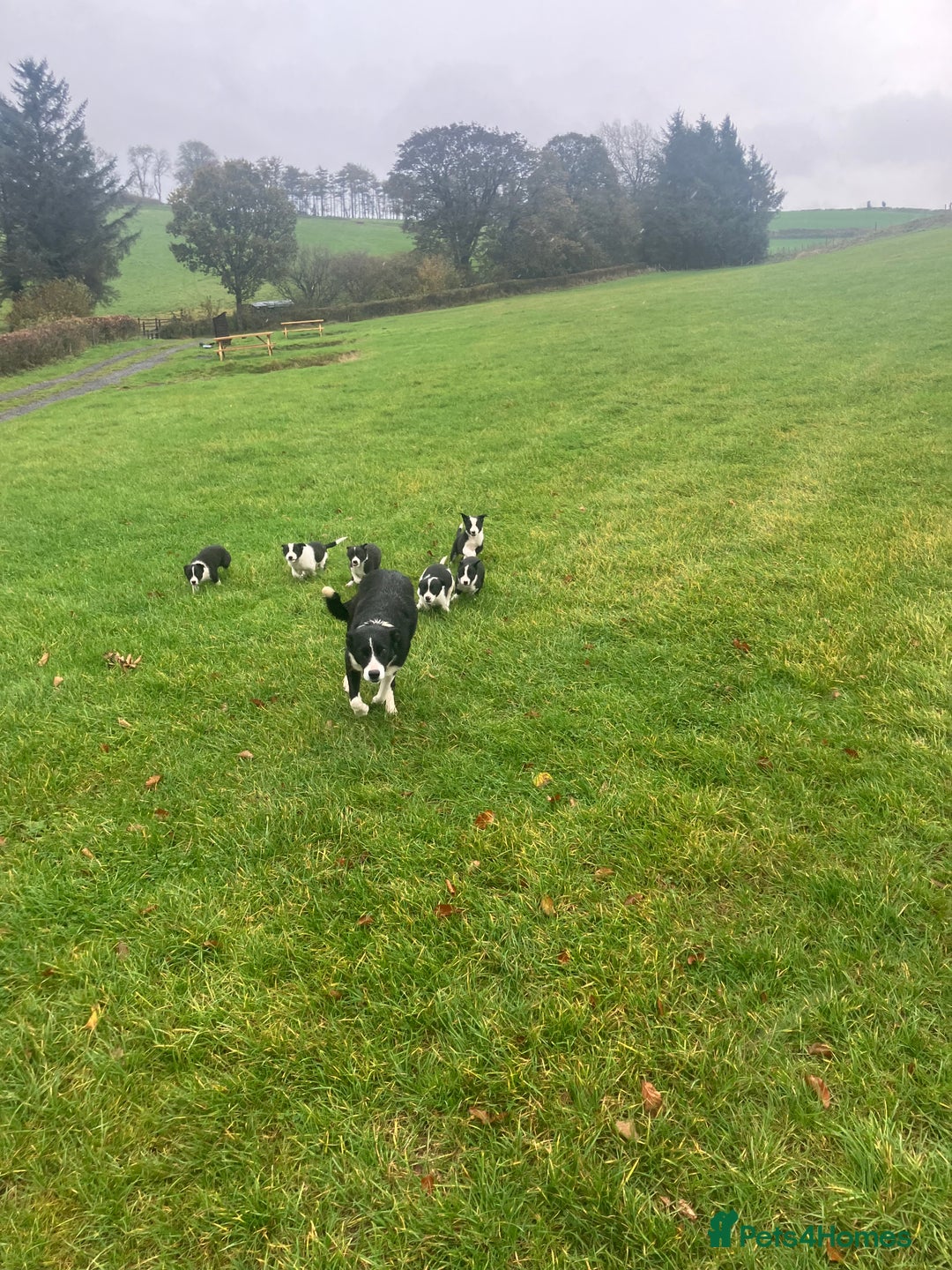 Border Collie dogs for sale: Lovely border collie pup’s available  - Image 2