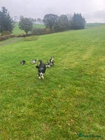 Border Collie dogs - Advert 10